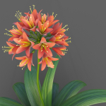 XfrogPlants Bush Lily - Clivia Miniata