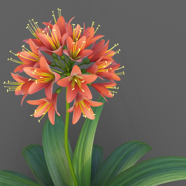 XfrogPlants Bush Lily - Clivia Miniata