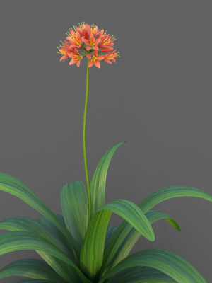 XfrogPlants Bush Lily - Clivia Miniata