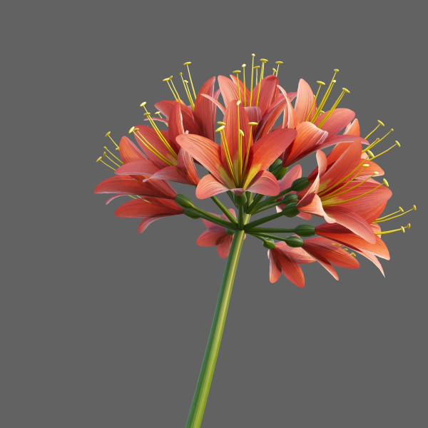 XfrogPlants Bush Lily - Clivia Miniata