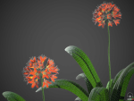 XfrogPlants Bush Lily - Clivia Miniata