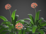 XfrogPlants Bush Lily - Clivia Miniata