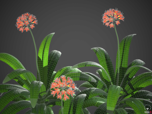 XfrogPlants Bush Lily - Clivia Miniata