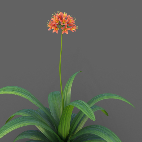XfrogPlants Bush Lily - Clivia Miniata