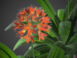 XfrogPlants Bush Lily - Clivia Miniata