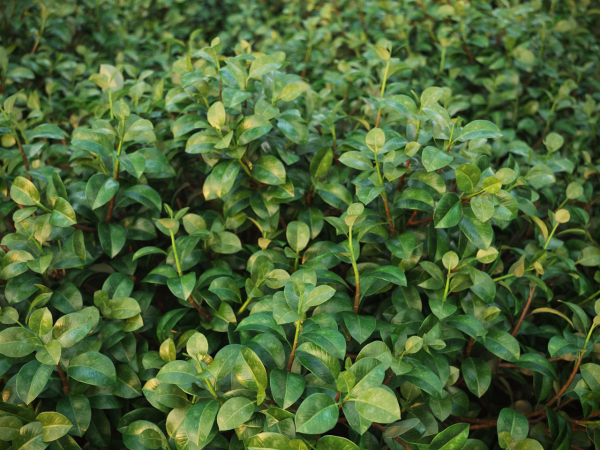 XfrogPlants Chinese Banyan - Ficus Microcarpa