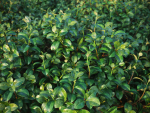 XfrogPlants Chinese Banyan - Ficus Microcarpa