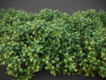 XfrogPlants Chinese Banyan - Ficus Microcarpa