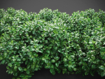 XfrogPlants Chinese Banyan - Ficus Microcarpa