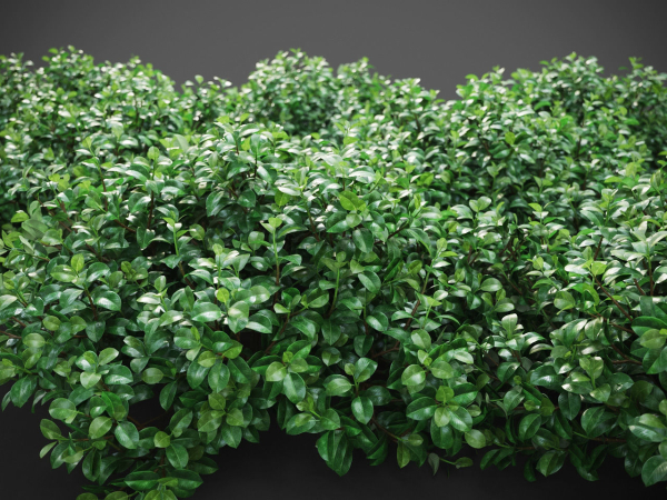 XfrogPlants Chinese Banyan - Ficus Microcarpa
