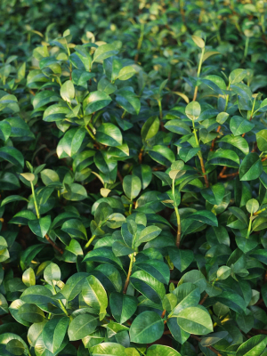 XfrogPlants Chinese Banyan - Ficus Microcarpa
