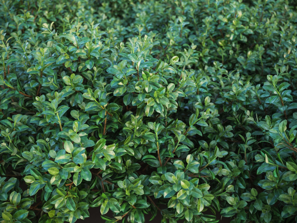 XfrogPlants Chinese Banyan - Ficus Microcarpa