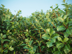 XfrogPlants Chinese Banyan - Ficus Microcarpa