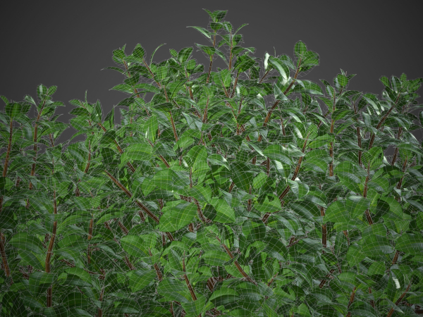 XfrogPlants Chinese Banyan - Ficus Microcarpa