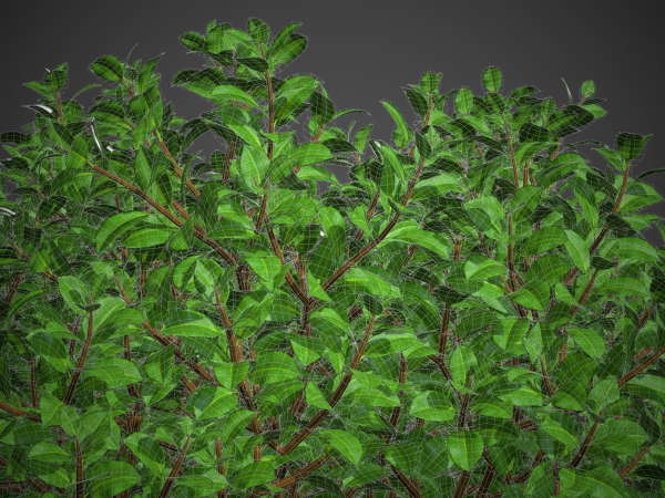 XfrogPlants Chinese Banyan - Ficus Microcarpa