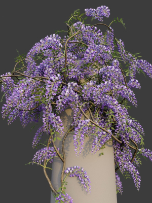 xfrogplants-chinese-wisteria-wisteria-sinensis-3d-model-animated-max-obj-fbx-blend-GrowFX