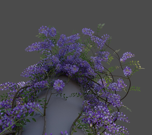 XfrogPlants Chinese Wisteria - Wisteria Sinensis