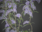 XfrogPlants Chinese Wisteria - Wisteria Sinensis