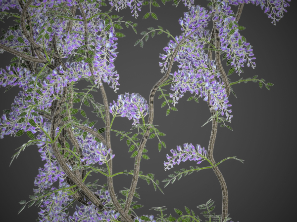 XfrogPlants Chinese Wisteria - Wisteria Sinensis