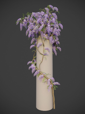 XfrogPlants Chinese Wisteria - Wisteria Sinensis