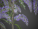 XfrogPlants Chinese Wisteria - Wisteria Sinensis