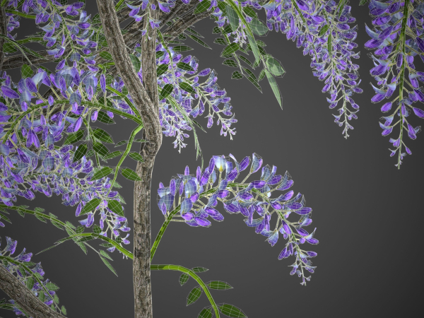 XfrogPlants Chinese Wisteria - Wisteria Sinensis