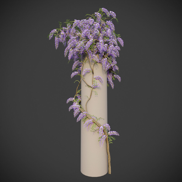 XfrogPlants Chinese Wisteria - Wisteria Sinensis
