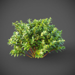 XfrogPlants Common Dogwood - Cornus Sanguinea