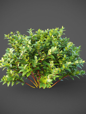 xfrogplants-common-dogwood-cornus-sanguinea-3d-model-animated-max-obj-fbx-blend-GrowFX