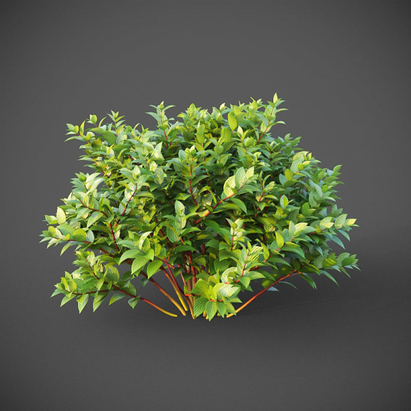 XfrogPlants Common Dogwood - Cornus Sanguinea