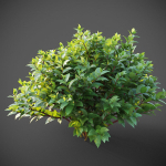 XfrogPlants Common Dogwood - Cornus Sanguinea