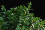 XfrogPlants Common Dogwood - Cornus Sanguinea