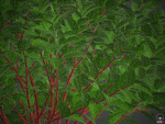 XfrogPlants Common Dogwood - Cornus Sanguinea