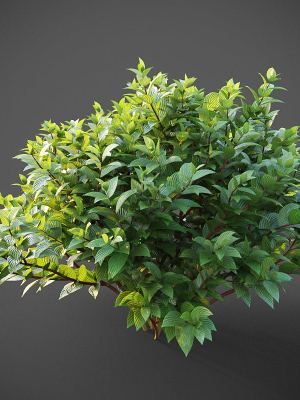 XfrogPlants Common Dogwood - Cornus Sanguinea