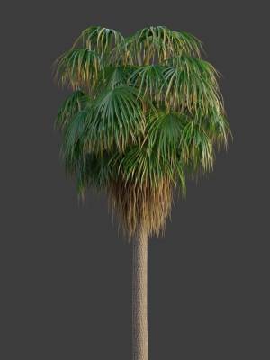 xfrogplants-desert-fan-palm-washingtonia-filifera-3d-model-animated-max-obj-fbx-blend-GrowFX