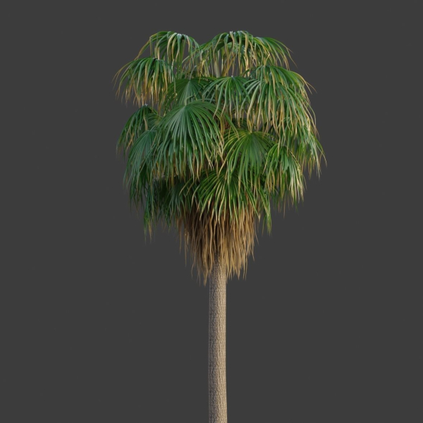 XfrogPlants Desert Fan Palm - Washingtonia Filifera