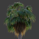 XfrogPlants Desert Fan Palm - Washingtonia Filifera