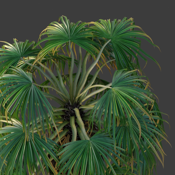 XfrogPlants Desert Fan Palm - Washingtonia Filifera