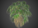 XfrogPlants Desert Fan Palm - Washingtonia Filifera