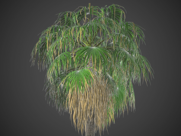 XfrogPlants Desert Fan Palm - Washingtonia Filifera
