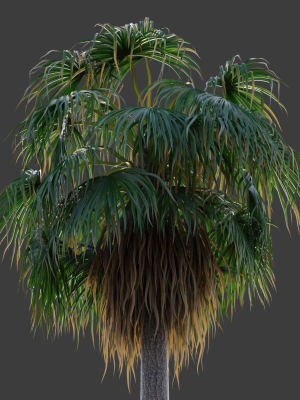 XfrogPlants Desert Fan Palm - Washingtonia Filifera