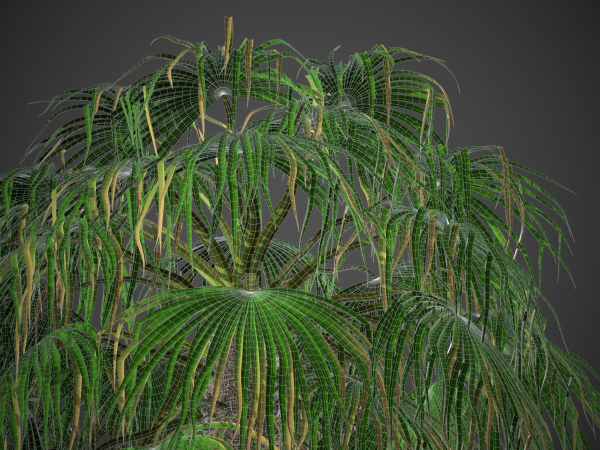 XfrogPlants Desert Fan Palm - Washingtonia Filifera