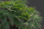 XfrogPlants European Fan Palm - Chamaerops Humilis