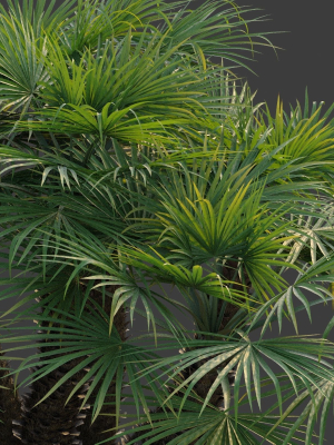 xfrogplants-european-fan-palm-chamaerops-humilis-3d-model-animated-max-obj-fbx-blend-GrowFX