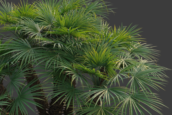 XfrogPlants European Fan Palm - Chamaerops Humilis