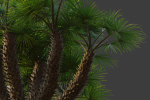 XfrogPlants European Fan Palm - Chamaerops Humilis