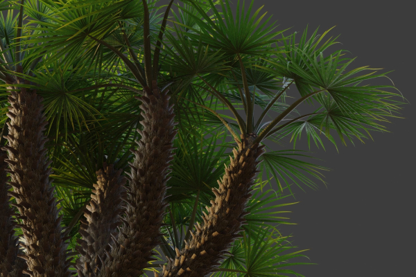 XfrogPlants European Fan Palm - Chamaerops Humilis