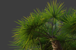 XfrogPlants European Fan Palm - Chamaerops Humilis
