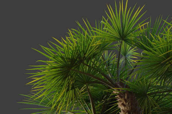 XfrogPlants European Fan Palm - Chamaerops Humilis