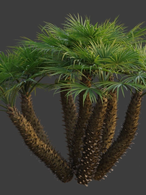 XfrogPlants European Fan Palm - Chamaerops Humilis